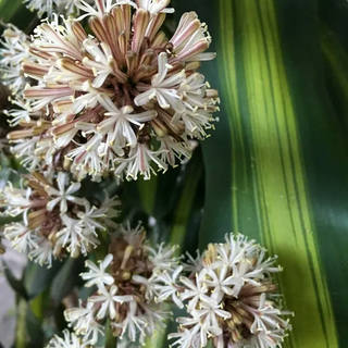 Nato Gomes - Dracena I