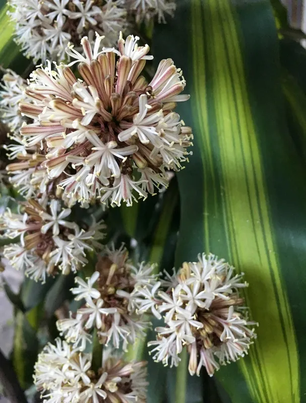 Nato Gomes - Dracena I