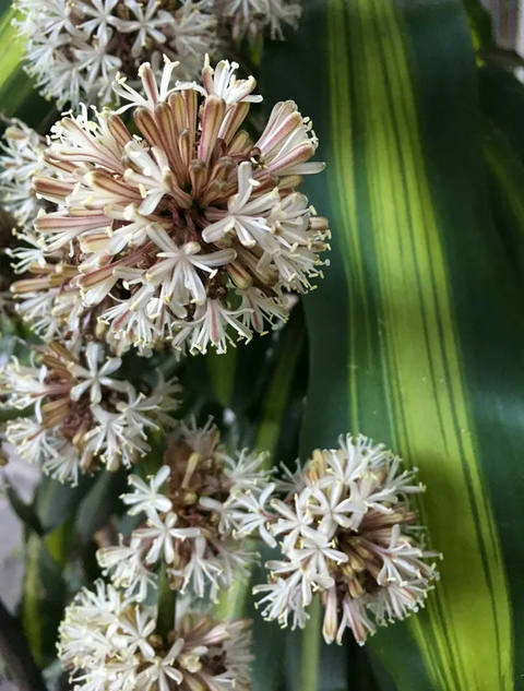Dracena I