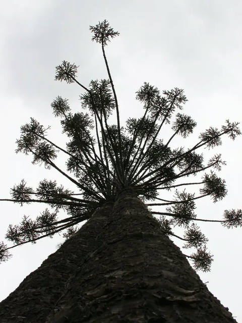 Sm - Araucária Pb a