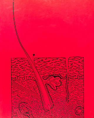 Nelson Leirner - Fio de cabelo