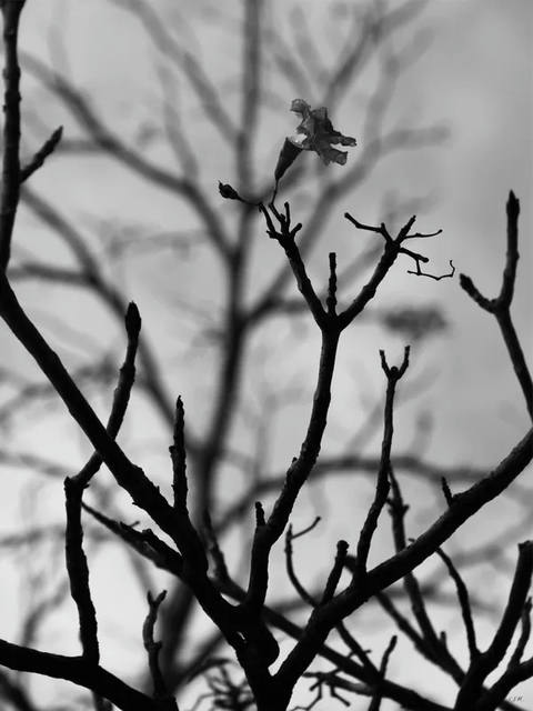 Sm - Flor Solitária