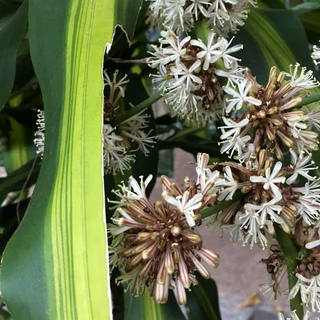 Nato Gomes - Dracena II