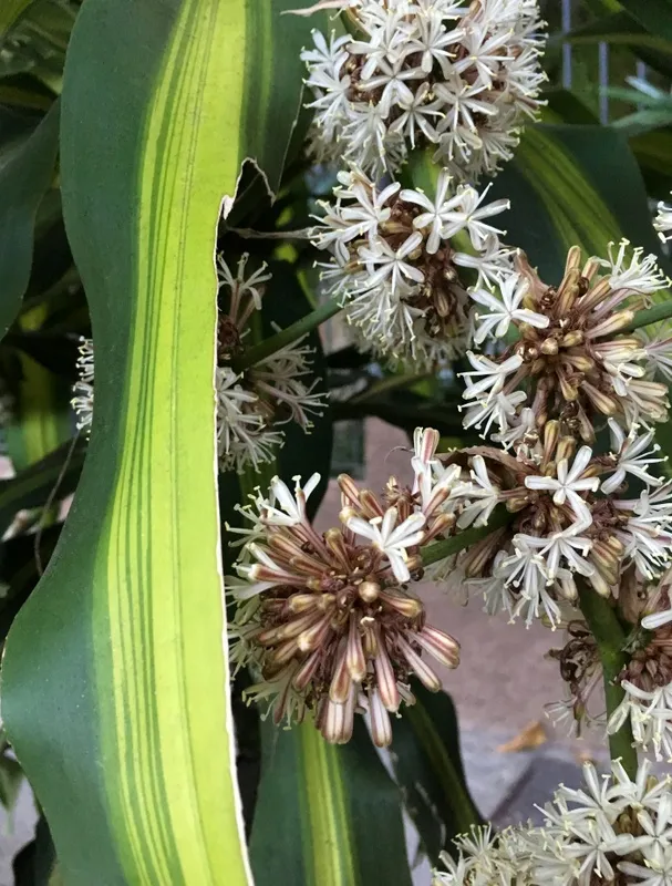 Nato Gomes - Dracena II