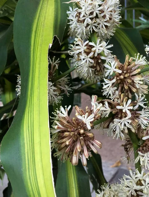Dracena II
