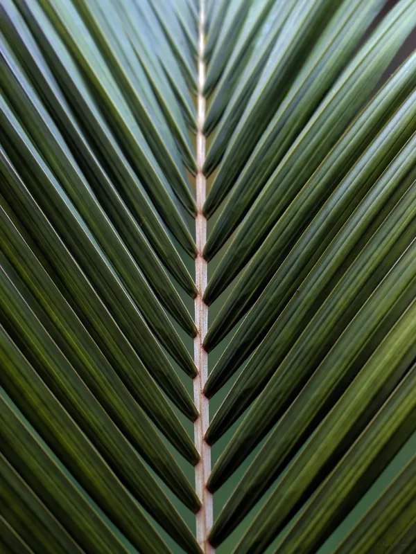 Sm - Simetria Natural 04