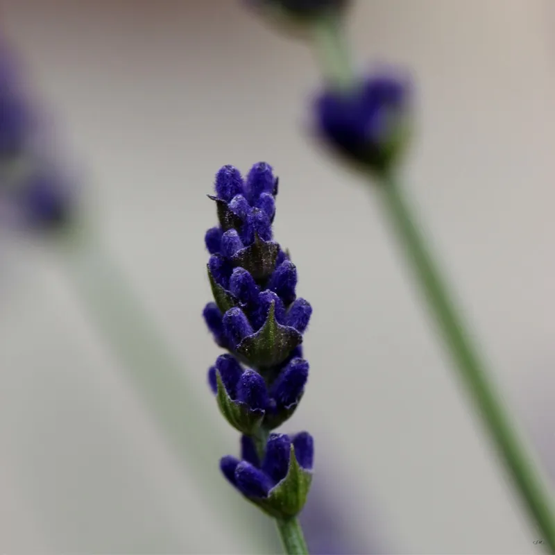 Flor Roxa 04