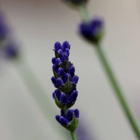 Flor Roxa 04