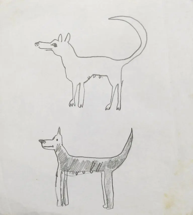 Estudos Cachorros