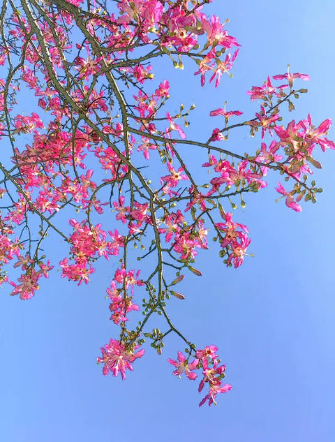 Choque de Azul II