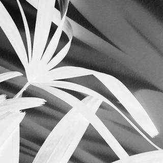 Nato Gomes - Dialogando com as Sombras X