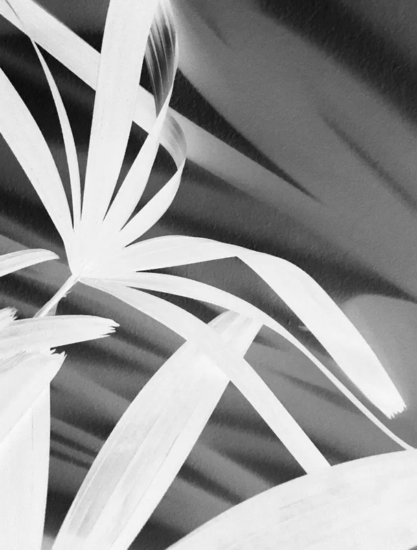 Nato Gomes - Dialogando com as Sombras X