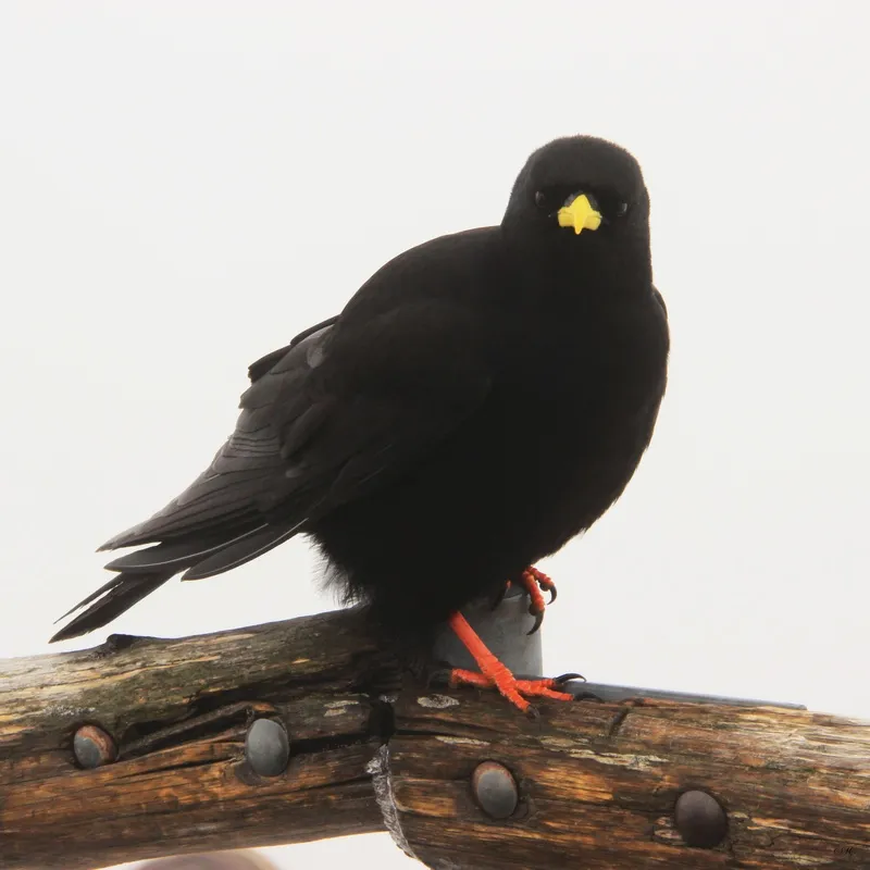 Black Bird Suiça 01
