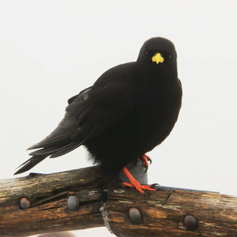 Black Bird Suiça 01