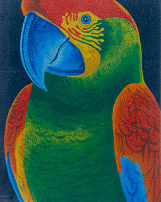 Claudio Tozzi - Papagaio