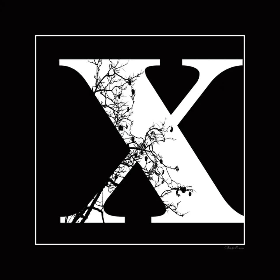 Stela Araujo & Marcos Wilke - Sm - Letra X