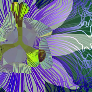 Nato Gomes - Passiflora I
