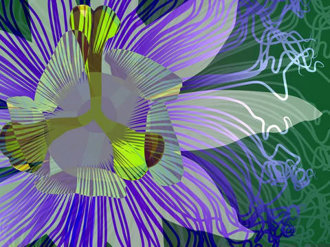 Passiflora I