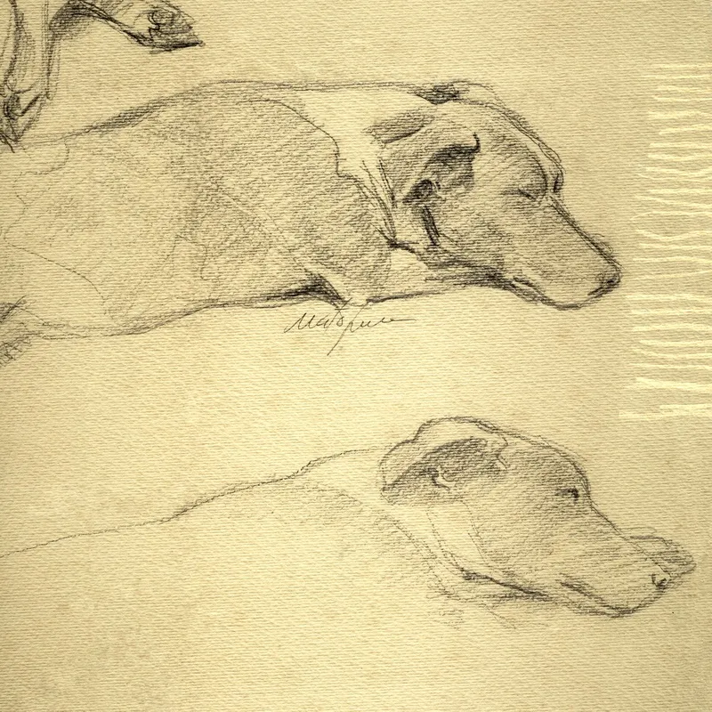 Cachorro Dormindo