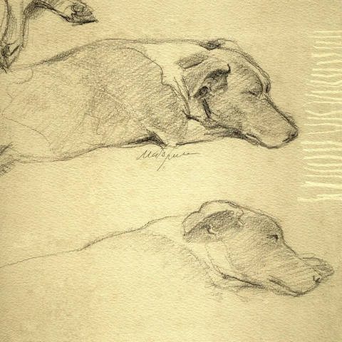 Cachorro Dormindo