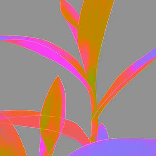 Nato Gomes - Tradescantia II