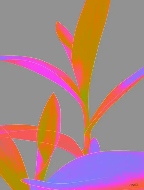 Tradescantia II
