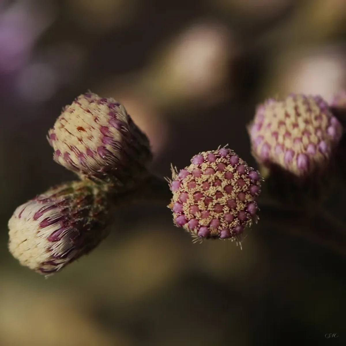 Sm - Flor do Cerrado 03