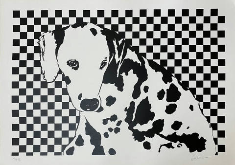 Dalmata