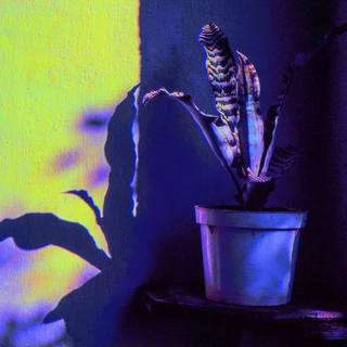 Nato Gomes - Bromelia Ao Sol II