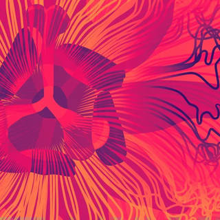 Nato Gomes - Passiflora III