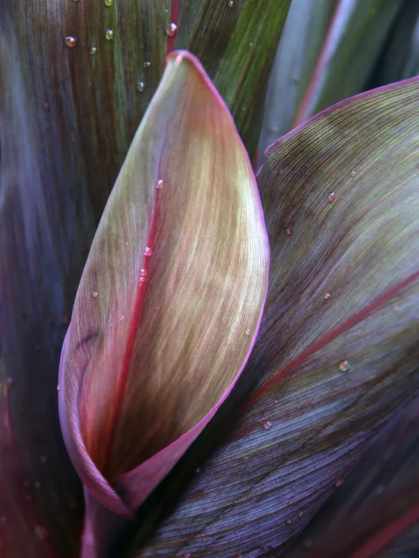 Sm - Pinceladas Naturais
