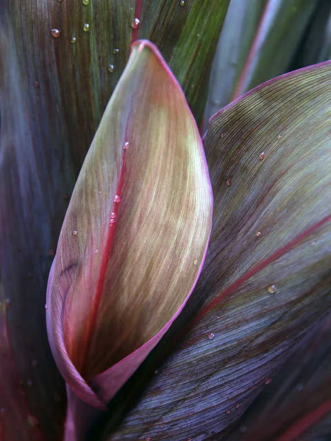 Sm - Pinceladas Naturais