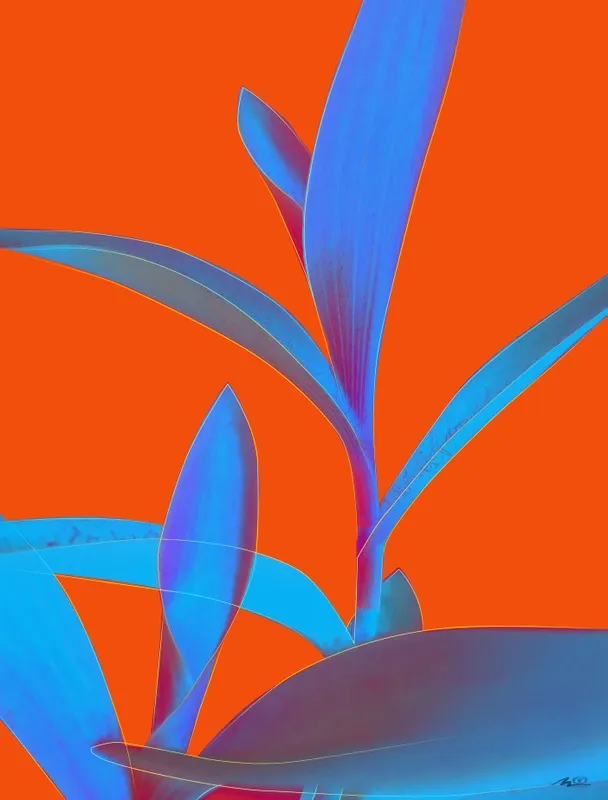 Tradescantia IV