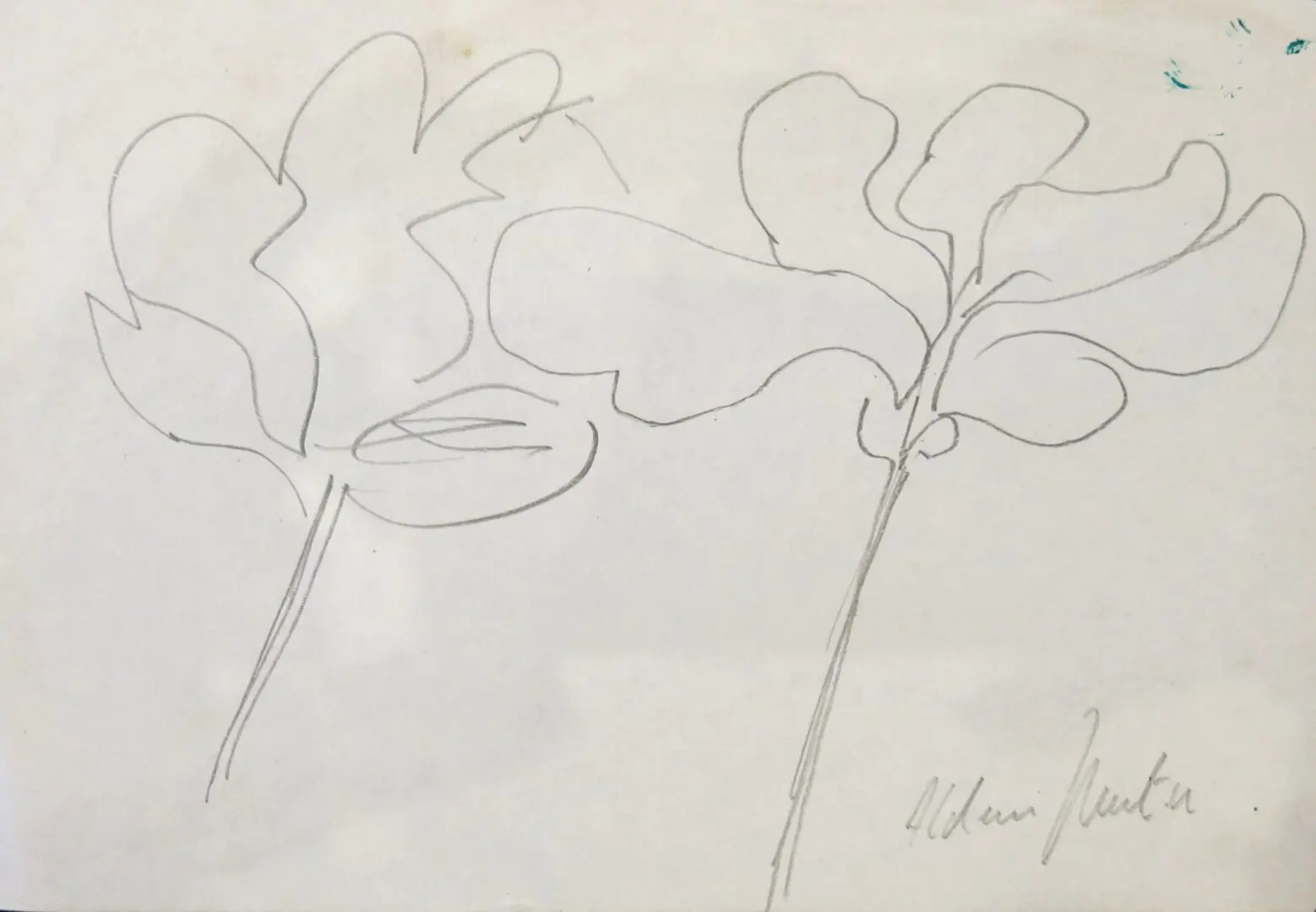 Flores