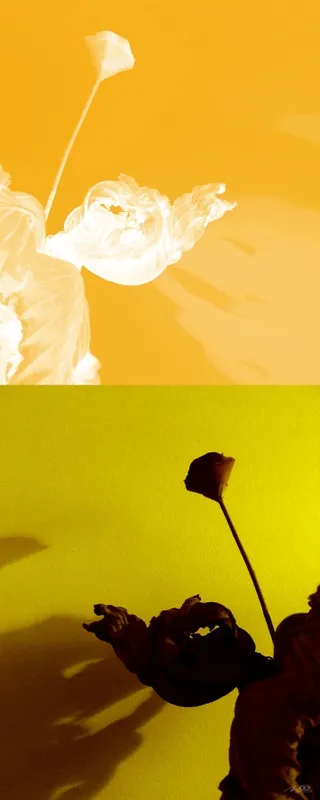 Nato Gomes - Diálogo com as Sombras I