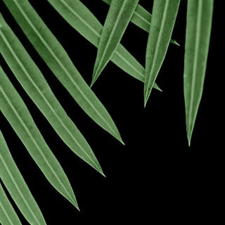 Stela Araujo & Marcos Wilke - Sm - Folhas Verdes 07
