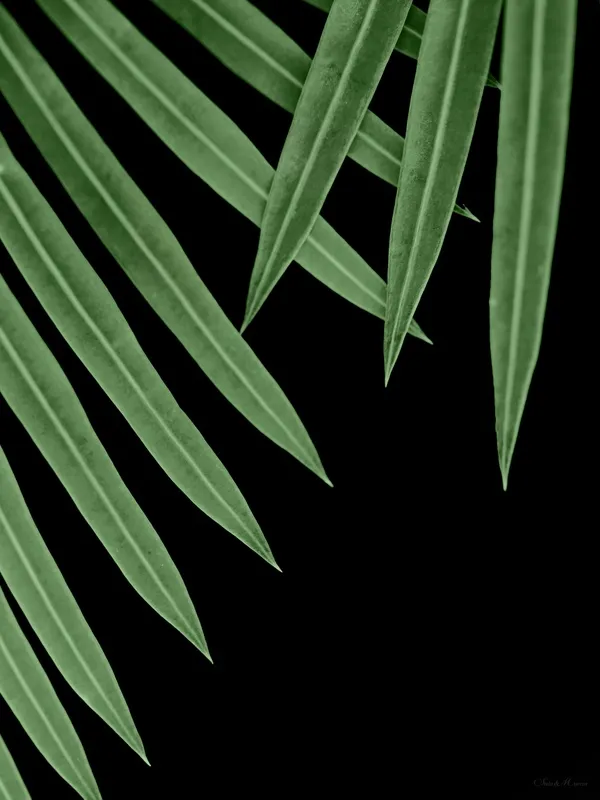 Sm - Folhas Verdes 07