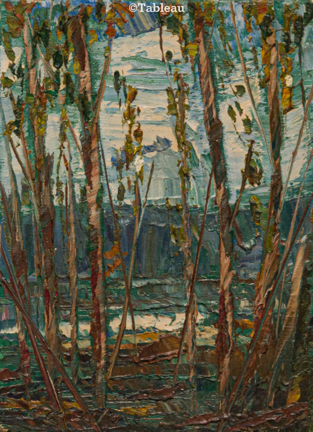 José Paulo Moreira da Fonseca - Vegetação