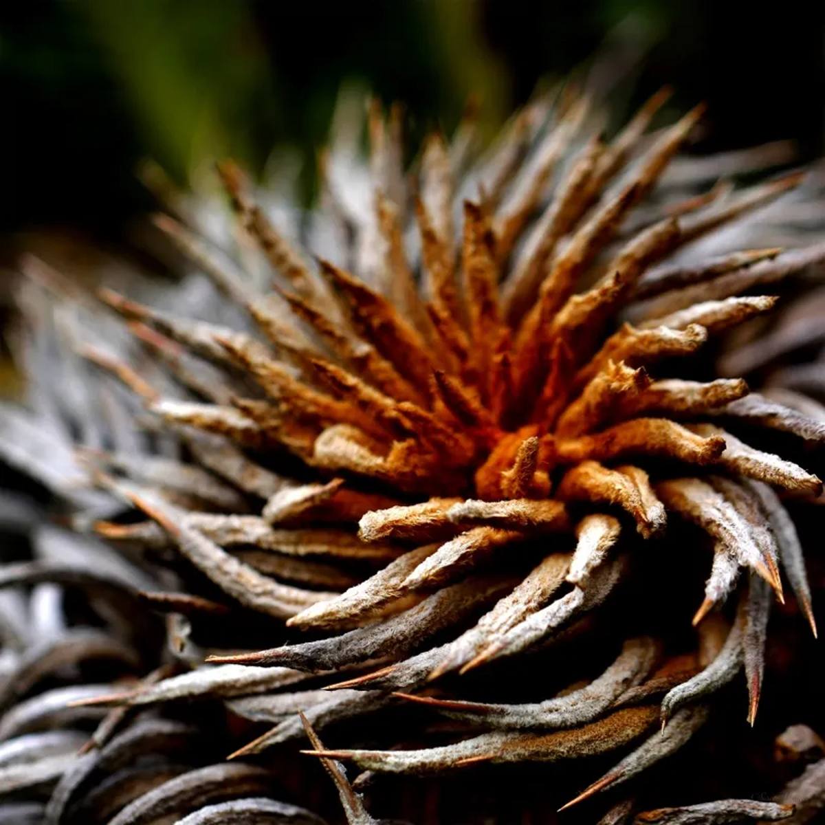 Sm - Flor Exótica 03
