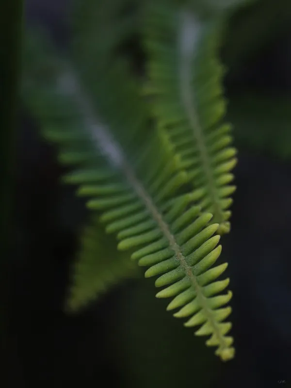 Sm - Folhas Verdes 01