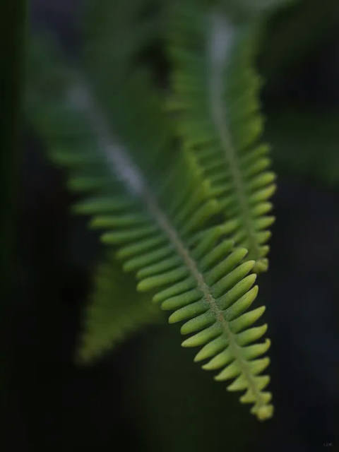 Sm - Folhas Verdes 01