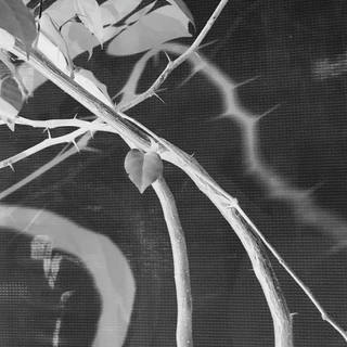 Nato Gomes - As Folhas e os Espinhos B&w_ii