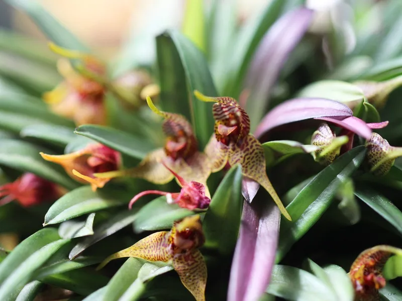 Orquídeas 01