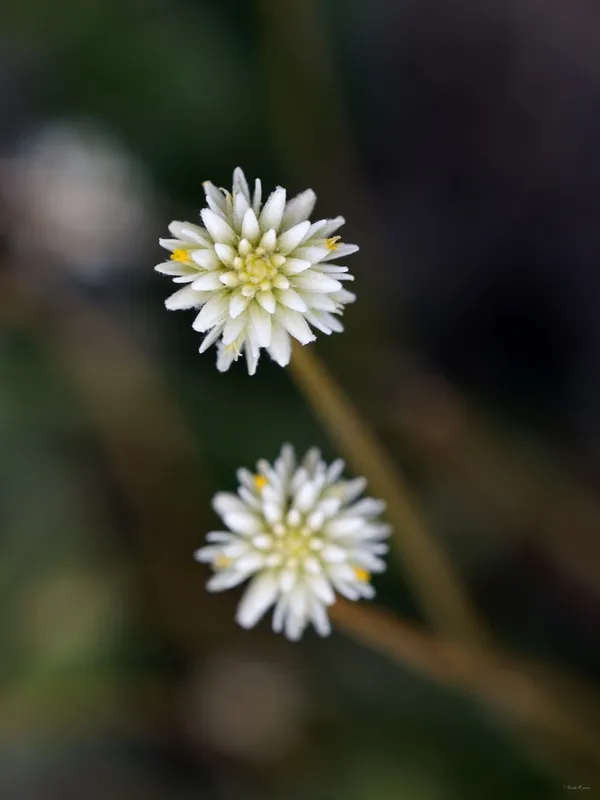 Sm - Flor do Cerrado 25