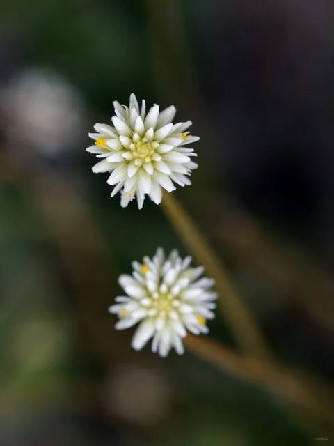 Sm - Flor do Cerrado 25