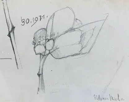 Flor