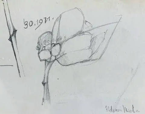 Flor