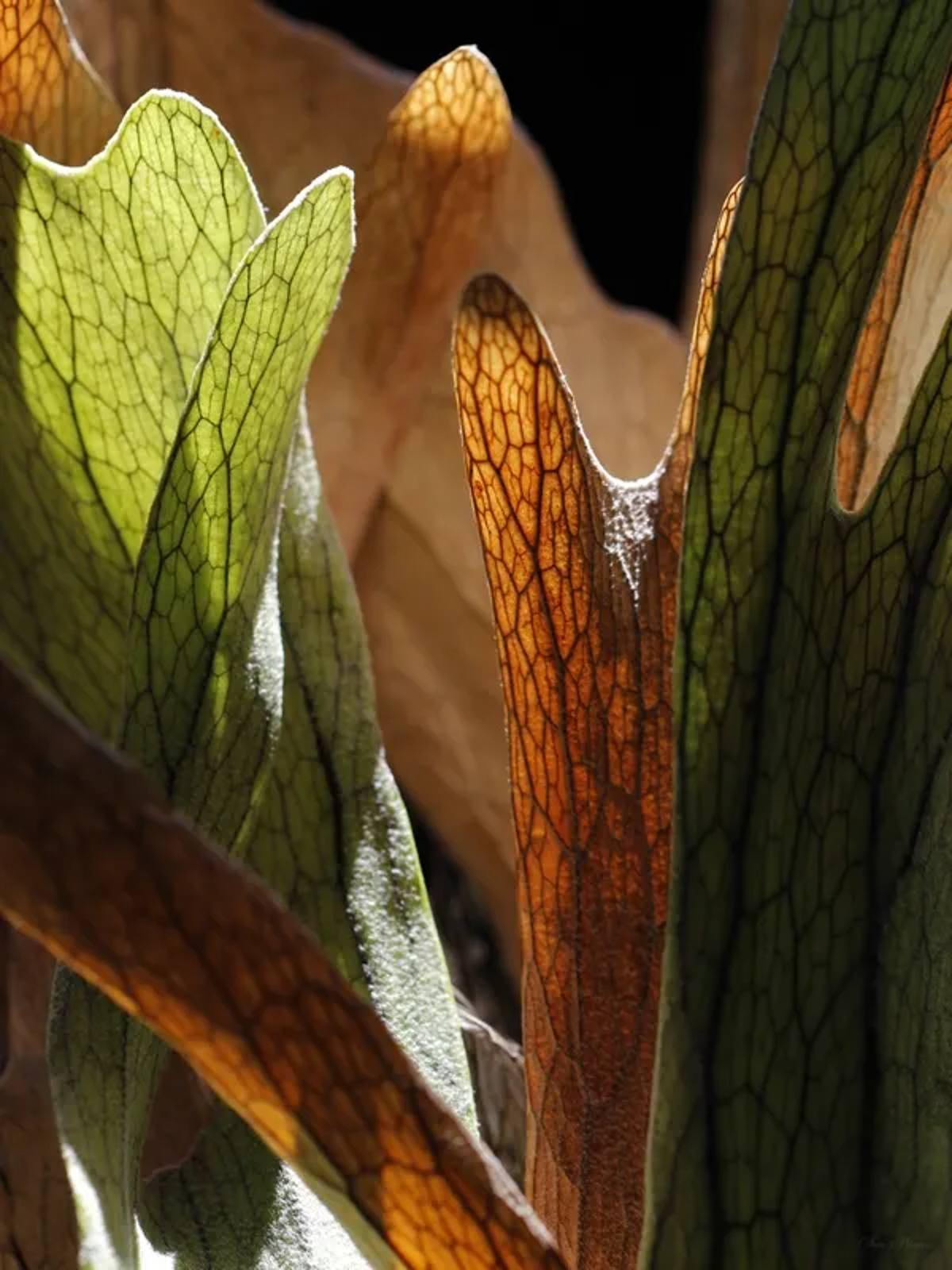 Sm - Folhas Transparentes 21