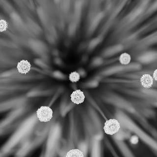 Stela Araujo & Marcos Wilke - Sm - Sempre Vivas Pb B