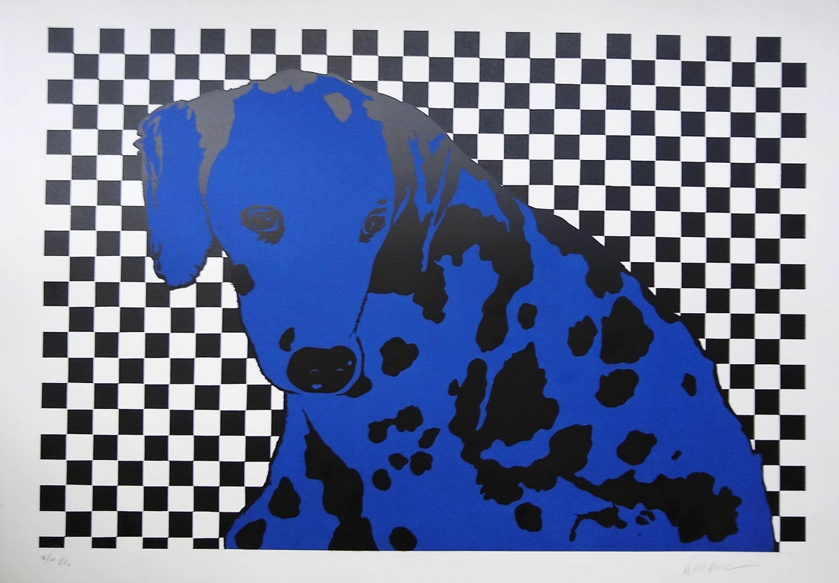 Dalmata azul